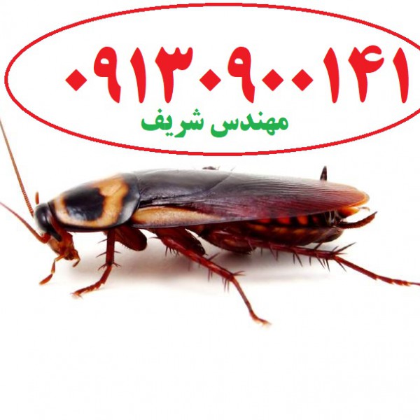 http://asreesfahan.com/AdvertisementSites/1397/09/06/main/cockroach.jpg