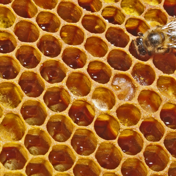 http://asreesfahan.com/AdvertisementSites/1399/09/06/main/Honeybee_and_comb.jpg