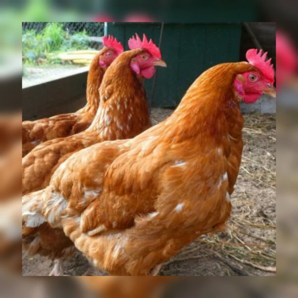 فروش مرغ بومی تخمگذار اصلاح نژاد شده یکروزه