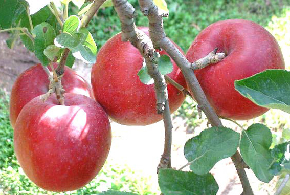 نماینده سمیرم:200هزار تُن سیب در سردخانه های سمیرم باقی مانده است