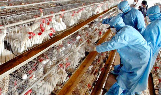    رئیس شبکه دامپزشکی نطنز:آنفولانزای فوق حاد پرندگان در نطنز گزارش نشده است