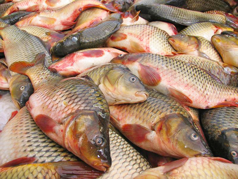 پرورش ماهی در گلپایگان به ۵۰۰ تن رسید